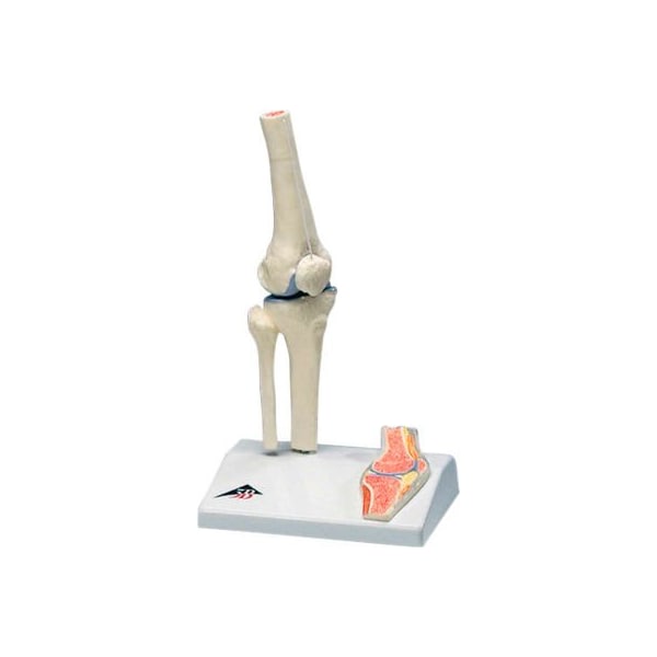 3B Anatomical Model - Mini Knee Joint with Cross Section of Bone on Base